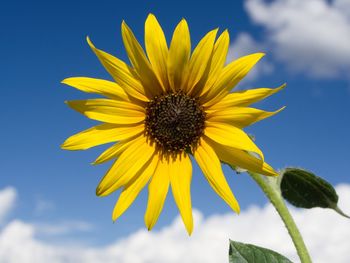 Low angle view of sunflower against sky