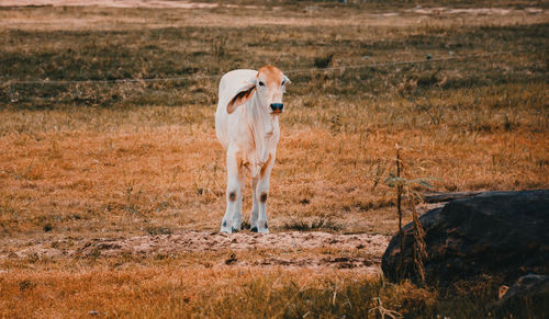 Farm cows living in grasslands. livestock farming in thailand