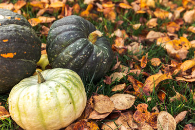 Close-up of pumpkin