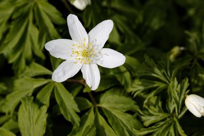 Close-up of white flowering plant