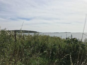 Plants growing by sea against sky