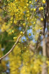 Close-up of flowering plant against trees