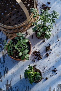 High angle view of potted plants in basket