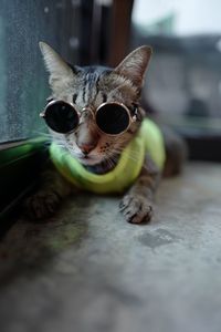Close-up portrait of tabby cat