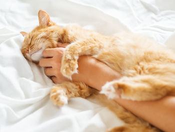 Close-up of cat sleeping on bed