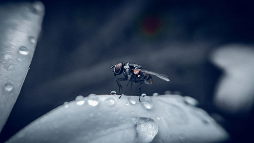 Close-up of fly on leaf