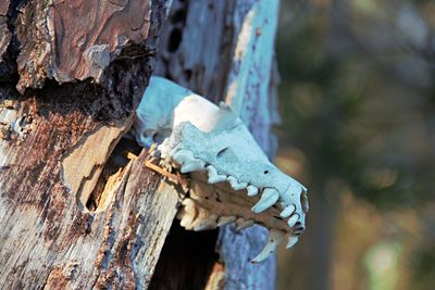 Close-up of butterfly on tree trunk