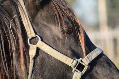 Close-up of horse