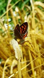 Close-up of butterfly on flower