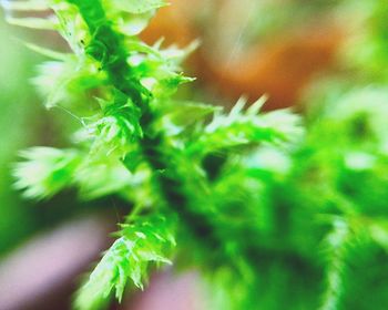 Close-up of fresh green plant