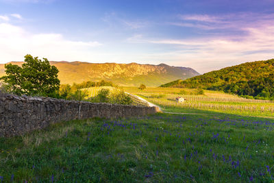 Scenic view of field against sky