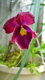 Close-up of hibiscus blooming outdoors