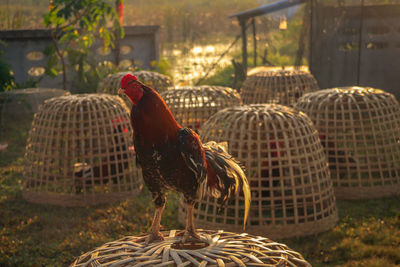 Birds in cage