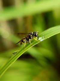 Close-up of insect on plant