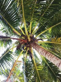 Low angle view of palm tree against sky