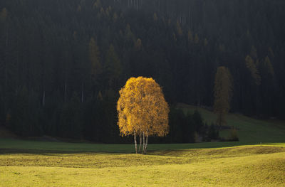 Scenic view of field