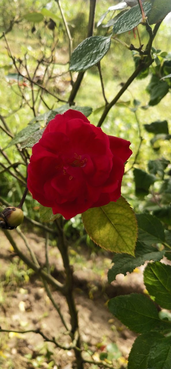 CLOSE-UP OF ROSE PLANT