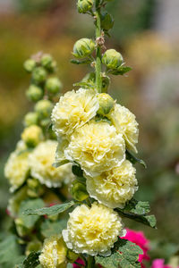 Close-up of flowering plant