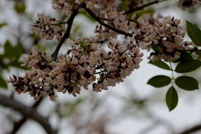 Close-up of fresh flowers blooming on tree