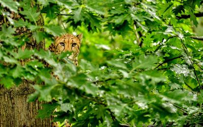 Close-up of cheetah outdoors