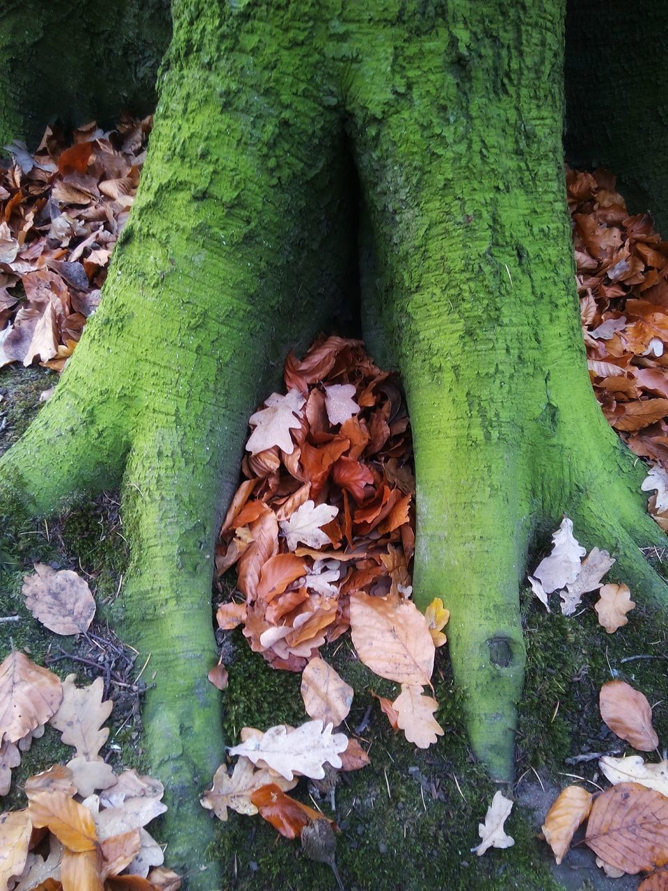 CLOSE-UP OF DRY LEAVES ON FIELD