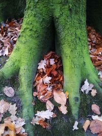 Close-up of dry leaves on tree trunk