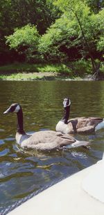 Ducks swimming in lake