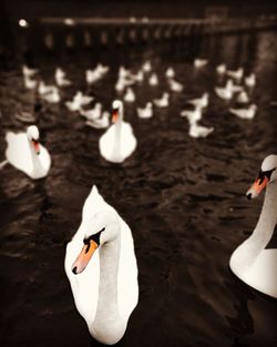 High angle view of swan swimming in lake