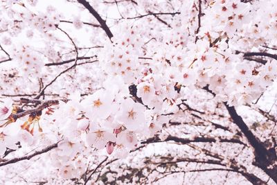 Low angle view of pink flowers