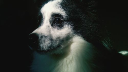 Portrait of a dog