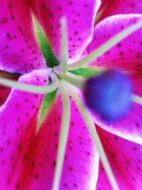 Macro shot of pink flower