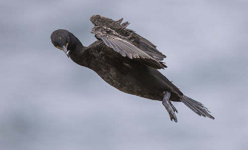 Portrait of bird flying against sky