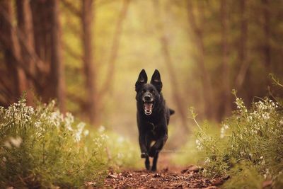 Portrait of dog running in forest