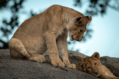 Lion cub sits looking down at another