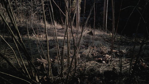 View of dry plants on field