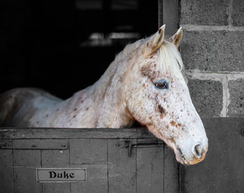 Close-up of horse standing in stable