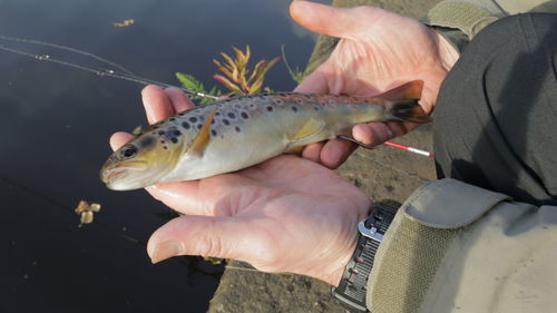 Close-up of hand holding fish