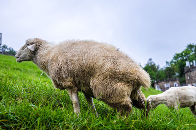 Side view of sheep on field