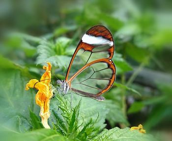 Close-up of butterfly pollinating on flower