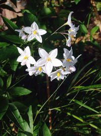 Close-up of white flowers blooming outdoors