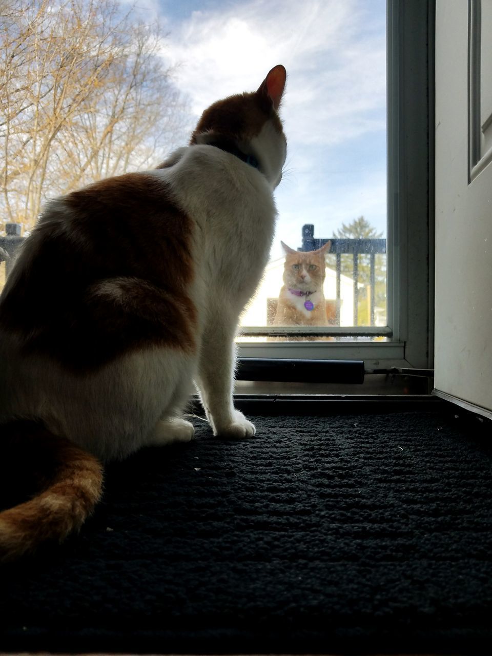 CAT SITTING IN A WINDOW