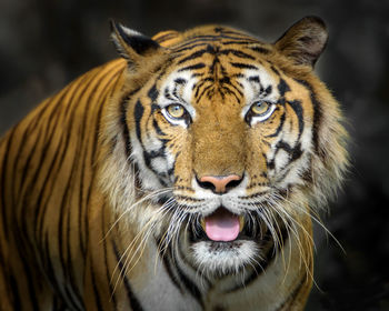 Close-up portrait of a tiger