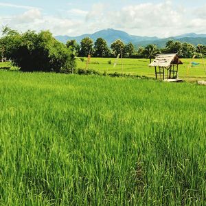 Scenic view of rice field against sky