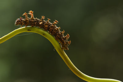 Close up of beautiful caterpillar