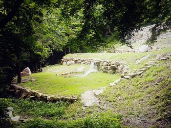 Scenic view of forest
