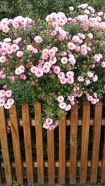 High angle view of pink flowering plants by fence