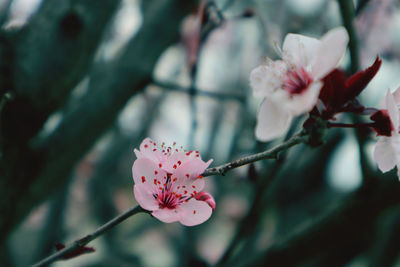 Close-up of pink cherry blossom