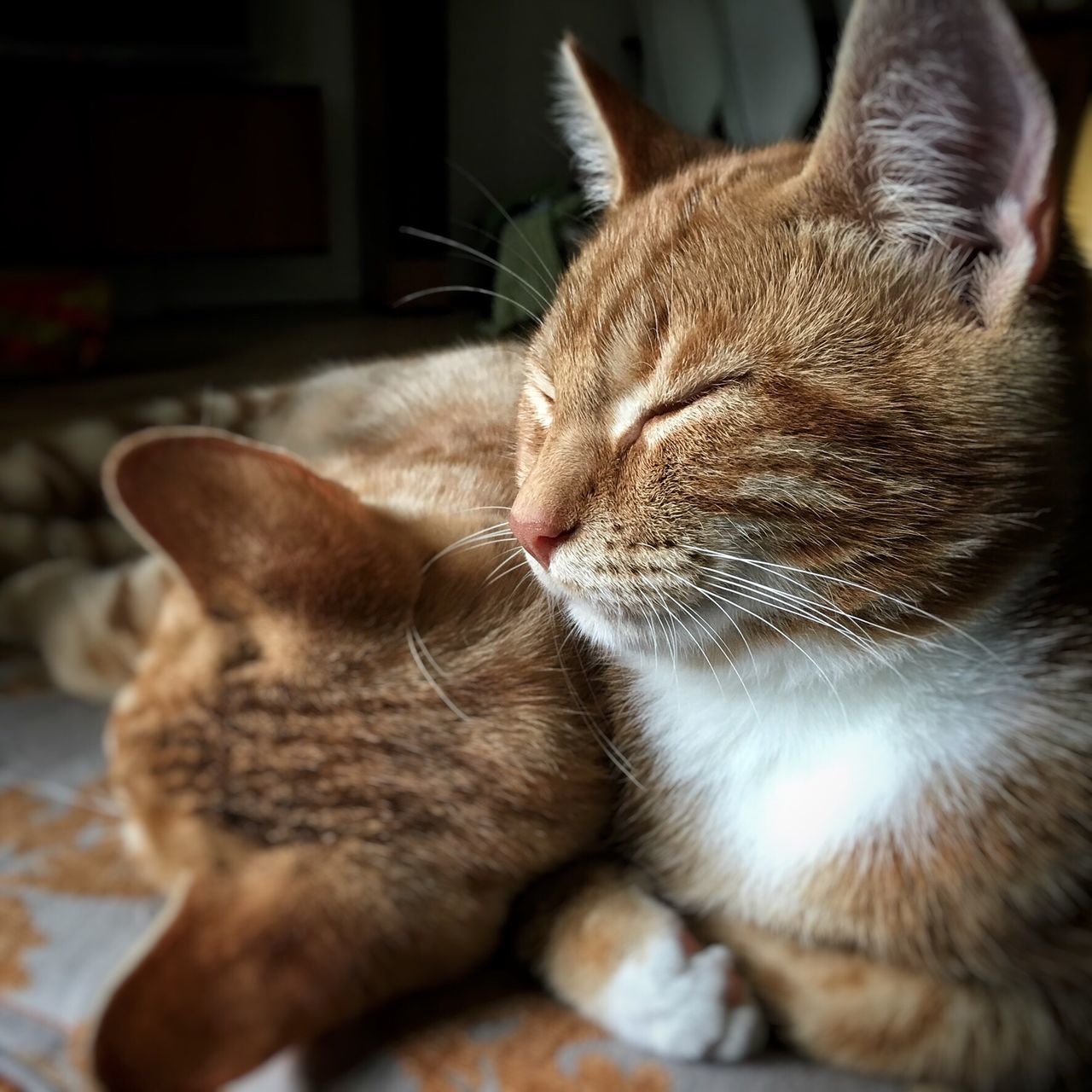 domestic cat, one animal, animal themes, pets, domestic animals, mammal, indoors, cat, feline, whisker, close-up, no people, home interior, relaxation, ginger cat, day