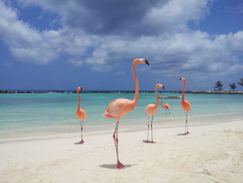 Flamingos at beach against sky