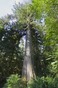 Low angle view of trees against sky